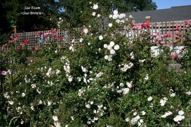 'Sea Foam (shrub, Schwartz 1963)' rose photo