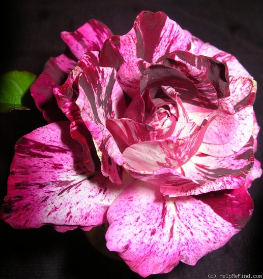 'Purple Tiger (Floribunda, Christensen, 1991)' rose photo