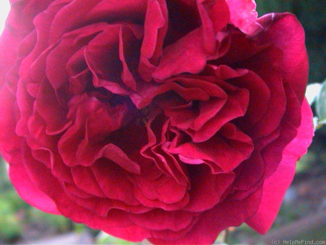 'Vater Rhein' rose photo