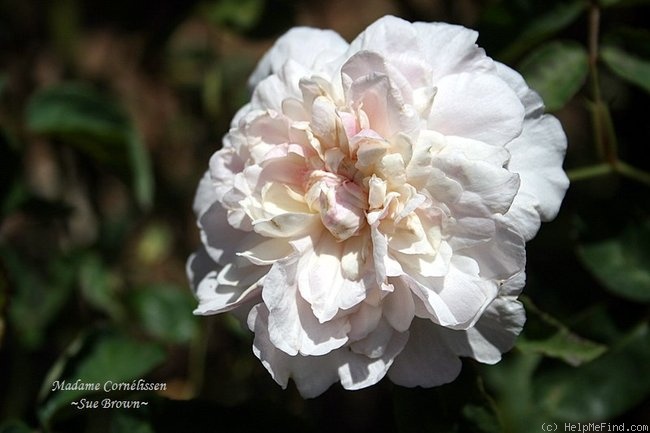 'Madame Cornélissen' rose photo
