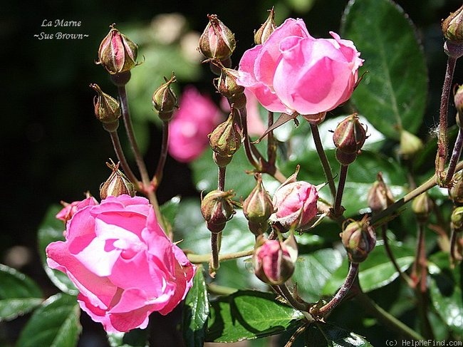 'La Marne' rose photo