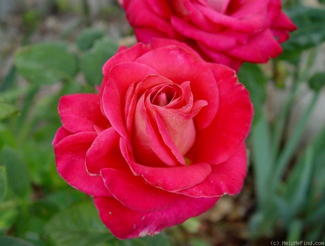 'Brooks' Red' rose photo