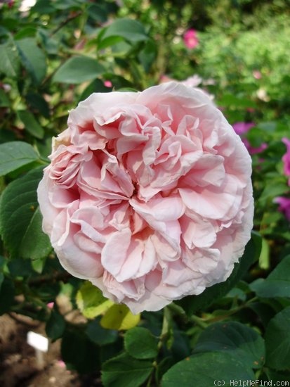'Madame Ballu' rose photo