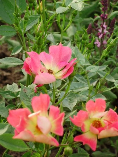 'Andreas'Garten'  photo