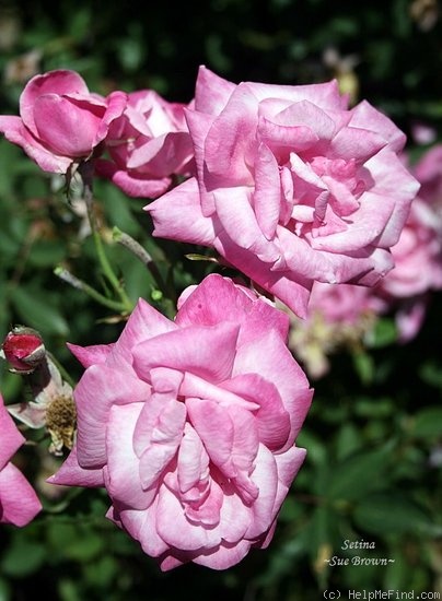 'Setina' rose photo