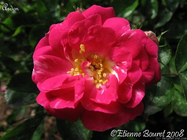 'Ardon' rose photo