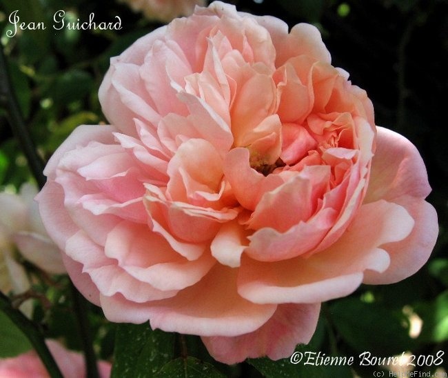 'Jean Guichard' rose photo