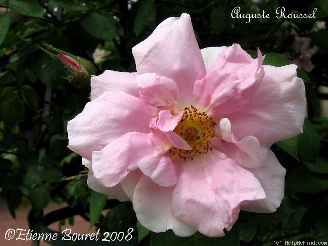 'Auguste Roussel' rose photo