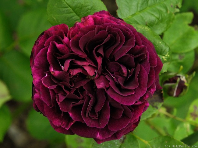 'Souvenir du Docteur Jamain (Hybrid Perpetual, LaCharme, 1865)' rose photo