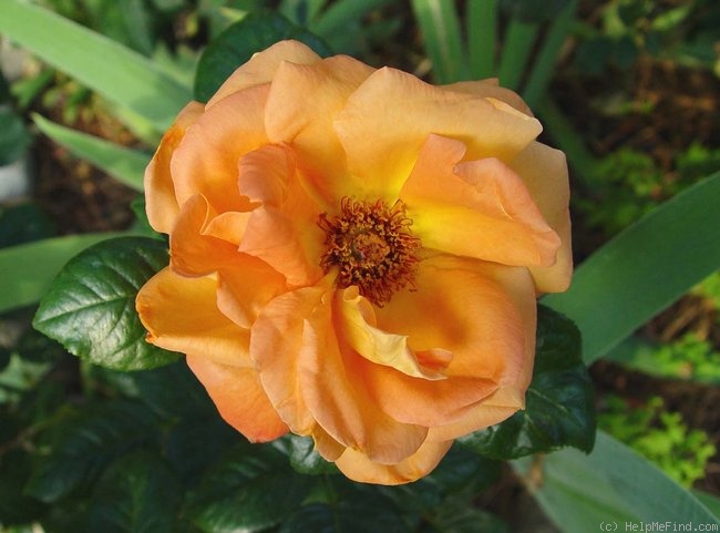 'Louis de Funès ®' rose photo