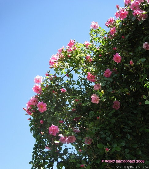 'Pinkie, Cl.' rose photo
