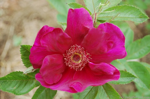 'Basye's Purple Rose' rose photo