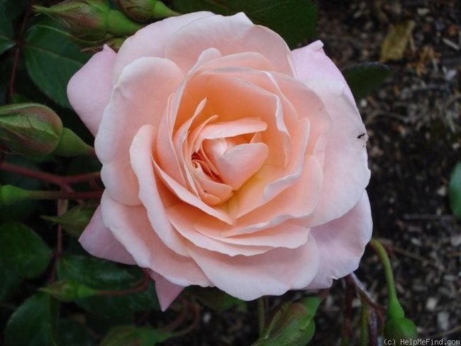 'Rebecca Louise' rose photo