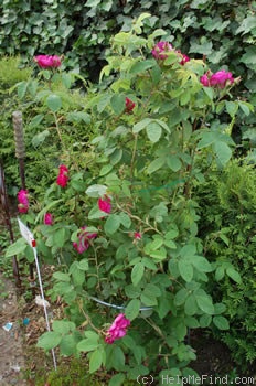 'Alain Blanchard (hybrid gallica, Vibert, 1839)' rose, click to enlarge 'Alain Blanchard (hybrid gallica, Vibert, 1839)' rose photo