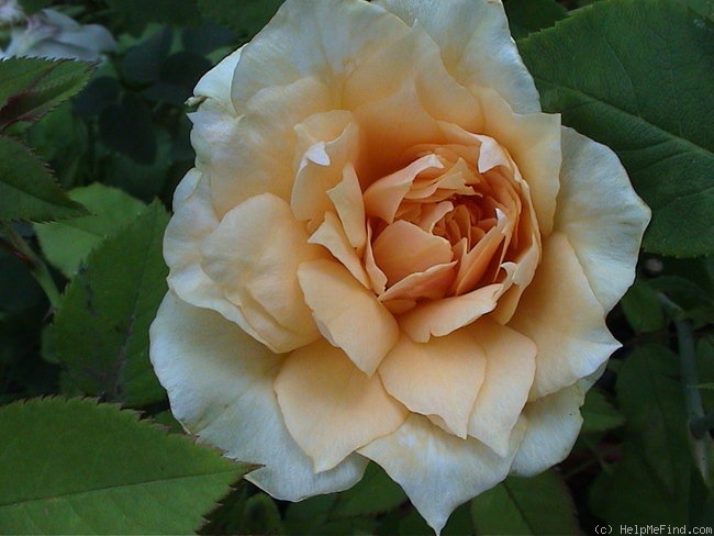 'Mrs. Aaron Ward' rose photo