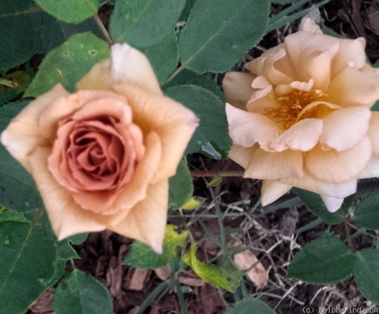 'Irish Crème (Hybrid Tea, Perry, 1999)' rose photo