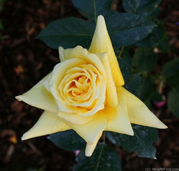 'King's Ransom' rose photo