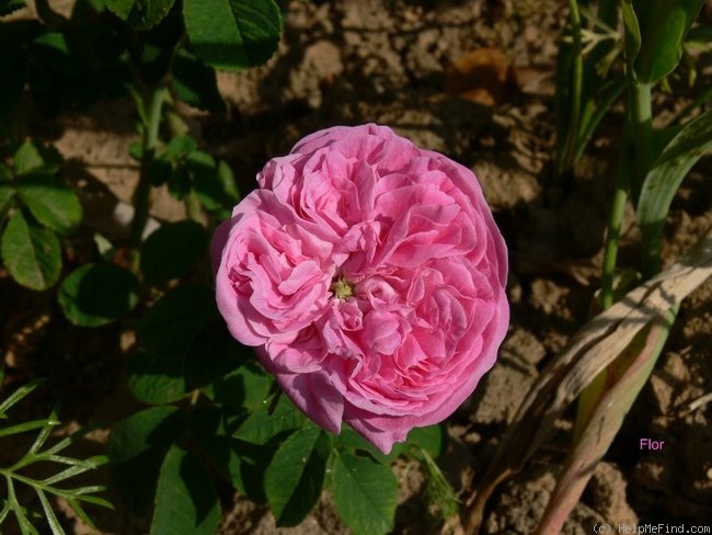 'Agar (gallica, Laffay, by 1826)' rose photo