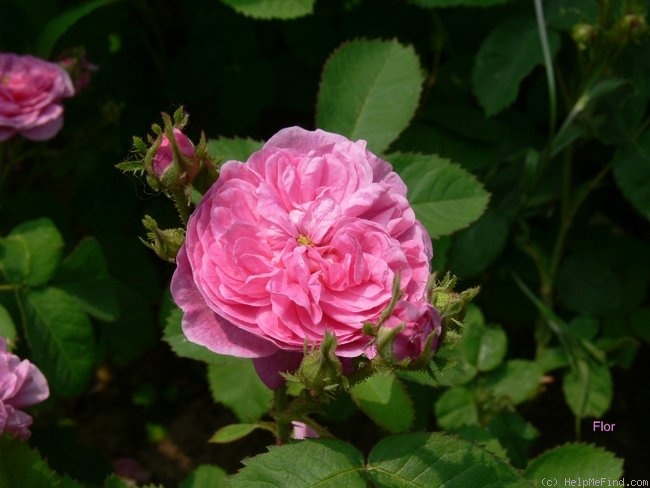 'Gloire de la France (hybrid centifolia, Bizard 1828)' rose photo