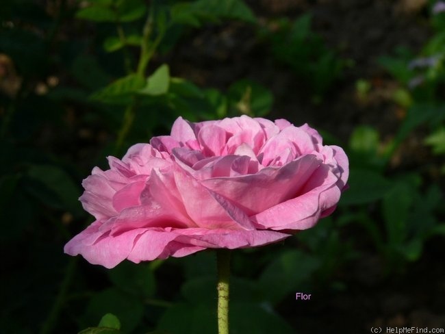 'Henri Foucquier' rose, click to enlarge 'Henri Foucquier' rose photo