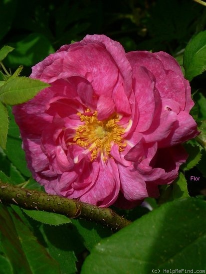 'Marbrée (Portland, Robert, 1858)' rose photo