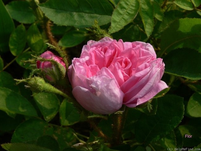 'Salet (Moss, Lacharme, 1854)' rose photo