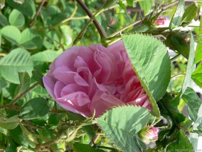 'York and Lancaster' rose photo