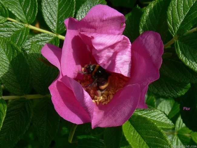'<i>R. rugosa</i>' rose photo