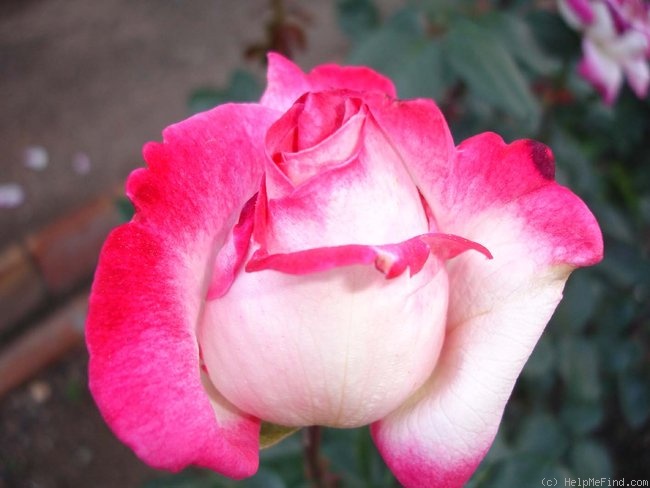 'Condesa de Mayalde' rose photo