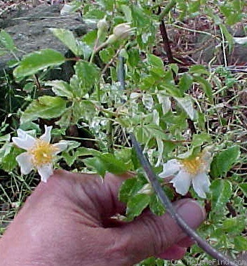 '<i>R. wichuraiana</i> f. <i>variegata</i> Uyeki' rose photo