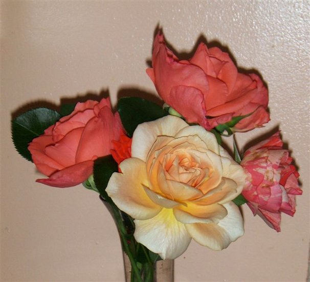 'Rose Petals Nursery'  photo