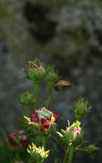 'Russelliana (hybrid multiflora, Unknown pre - 1826)' rose photo