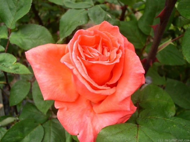 'Tampico' rose photo