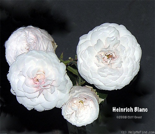 'Heinrich Blanc' rose photo