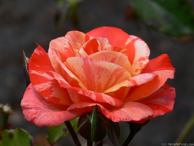 'The Painter' rose photo