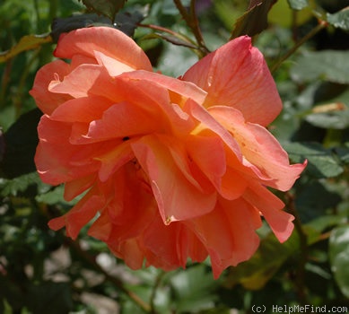 'Westerland (Shrub, Kordes, 1969)' rose photo