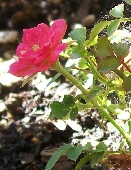 'Tiny Flame' rose photo