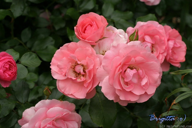 'Rosenprofessor Sieber ®' rose photo