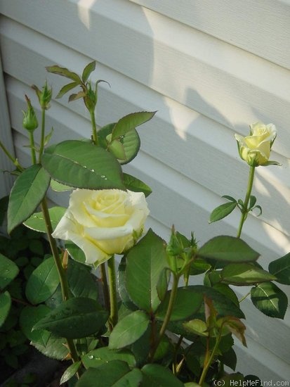 'Helmut Schmidt' rose photo