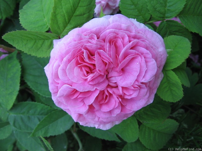 'Duchesse de Rohan (damask perpetual, Lévêque, 1846)' rose photo