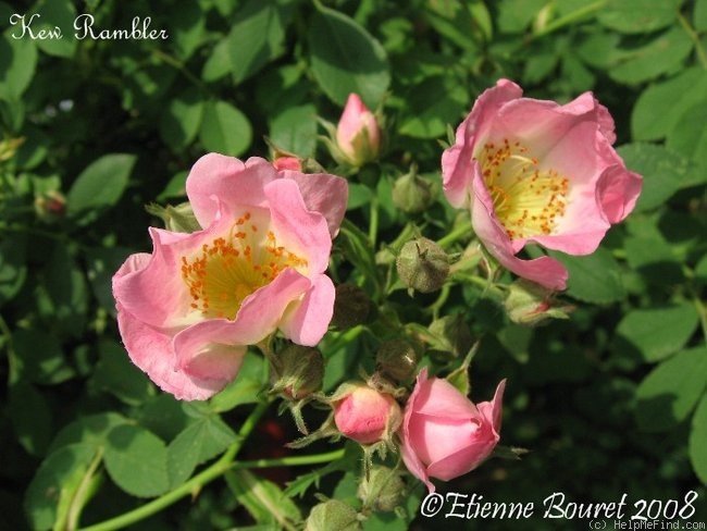 'Kew Rambler' rose photo