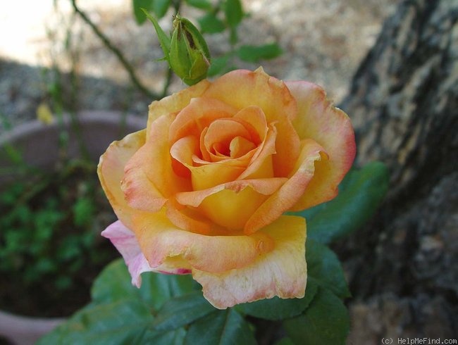'Pocahontas (Hybrid Tea, Wlliams 2000)' rose photo
