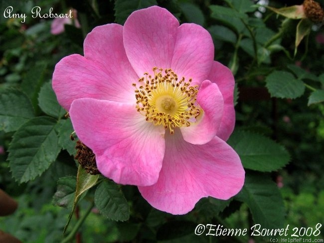 'Amy Robsart' rose photo