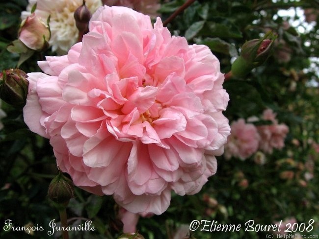 'François Juranville' rose photo