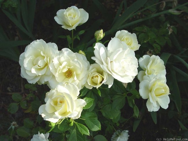 'Lime Sublime ™' rose photo