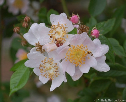 'R. multiflora cathayensis' rose photo