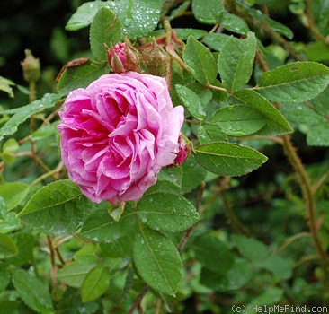 'Louis Gimard' rose photo