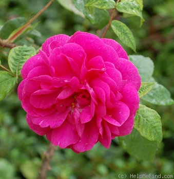 'Souvenir de Pierre Vibert' rose photo