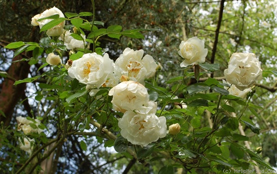 'Direktor Benschop' rose, click to enlarge 'Direktor Benschop' rose photo