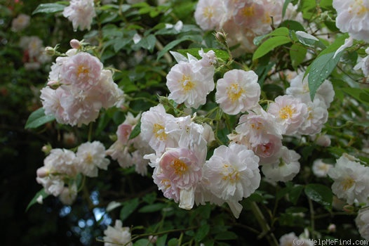 '<i>Rosa multiflora</i> var. <i>carnea</i> Redouté & Thory' rose photo